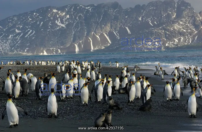 : King Penguin colony : King Penguin colony