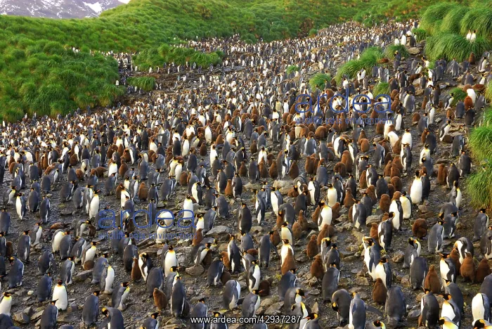 : King Penguin colony : King Penguin colony