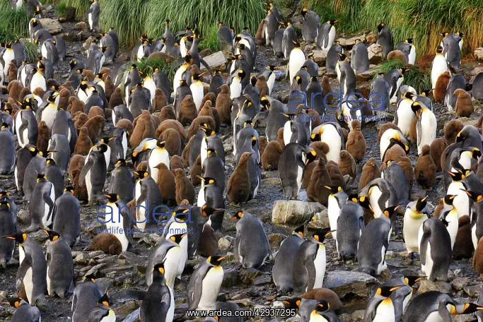 : King Penguin colony : King Penguin colony