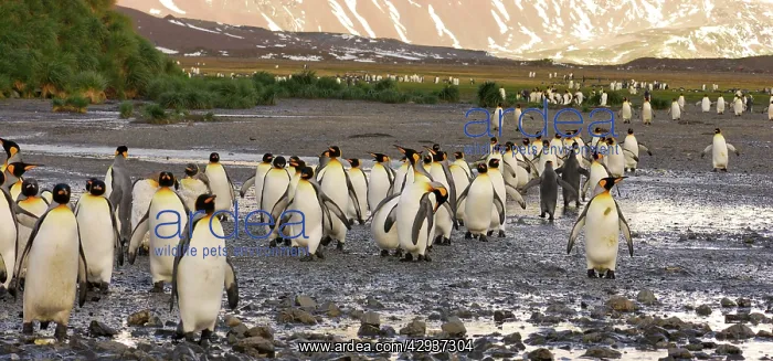 : King Penguin colony : King Penguin colony