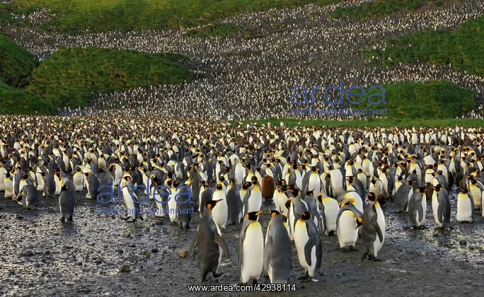 : King Penguin colony : King Penguin colony