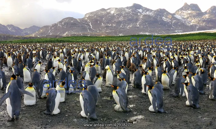 : King Penguin colony : King Penguin colony