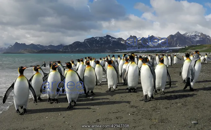 : King Penguin colony : King Penguin colony