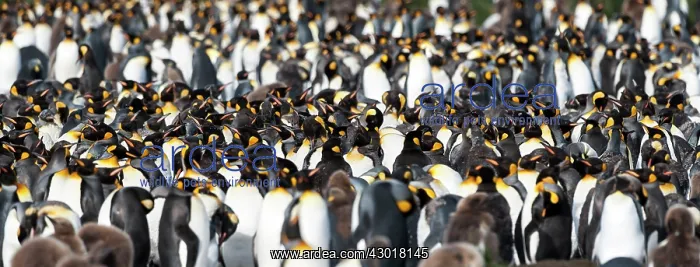 : King Penguin colony : King Penguin colony