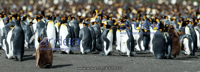 : King Penguin colony : King Penguin colony