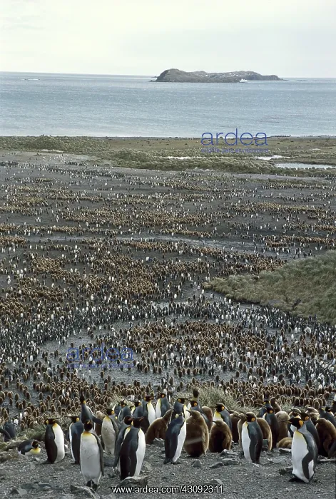 : King Penguin Colony : King Penguin Colony