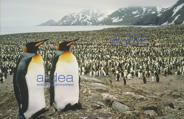 : King penguin colony : King penguin colony