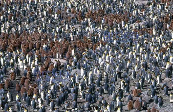 : King Penguin Colony : King Penguin Colony