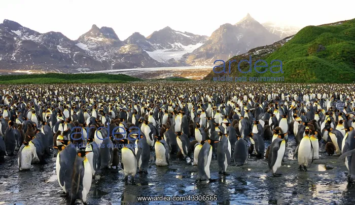 : King Penguin colony : King Penguin colony