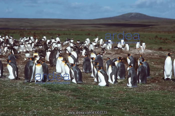 : KING PENGUIN - colony : KING PENGUIN - colony