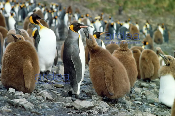 : King Penguin - colony with chick begging for food : King Penguin - colony with chick begging for food