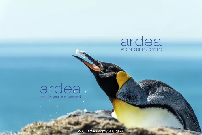  : King Penguin eating snow