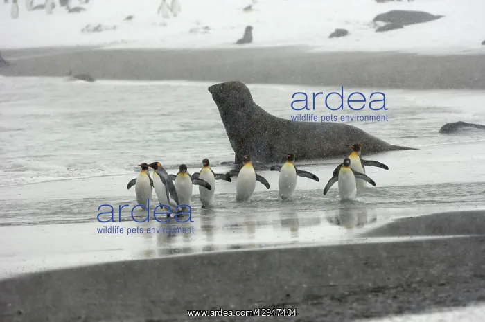 : King Penguin and Elephant Seal in background - in blizzard : King Penguin and Elephant Seal in background - in blizzard