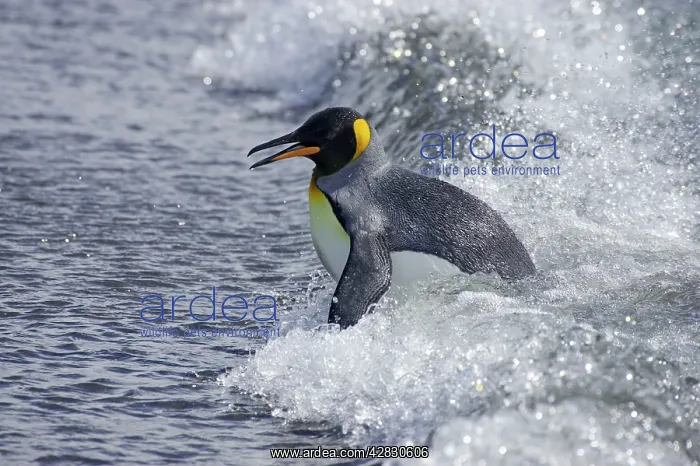 : King Penguin - emerging from sea : King Penguin - emerging from sea