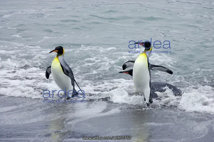 : King Penguin - emerging from sea : King Penguin - emerging from sea