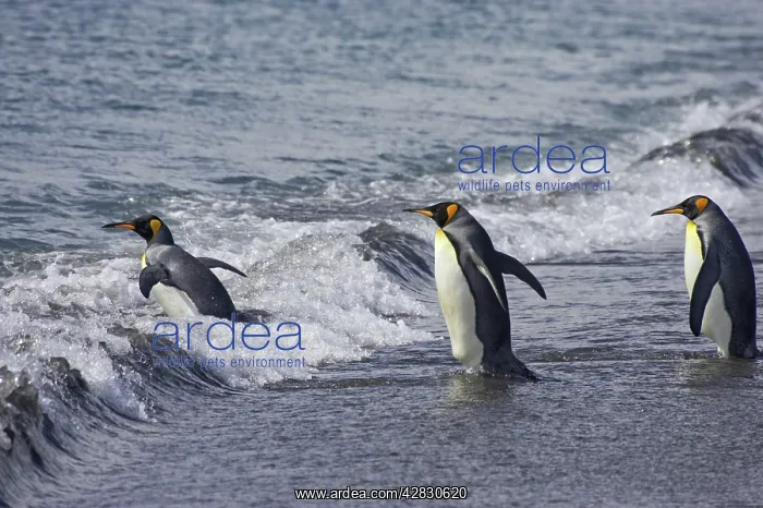 : King Penguin - entering sea : King Penguin - entering sea