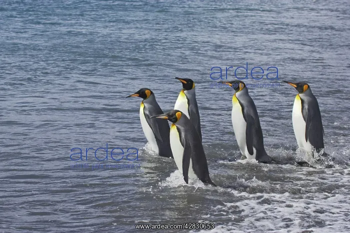 : King Penguin - entering sea : King Penguin - entering sea
