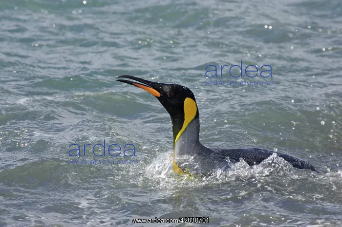 : King Penguin - entering sea : King Penguin - entering sea
