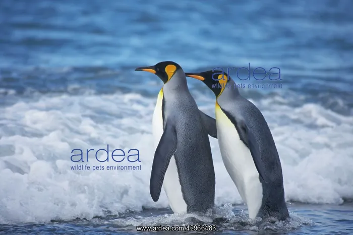 : King Penguin - entering sea : King Penguin - entering sea