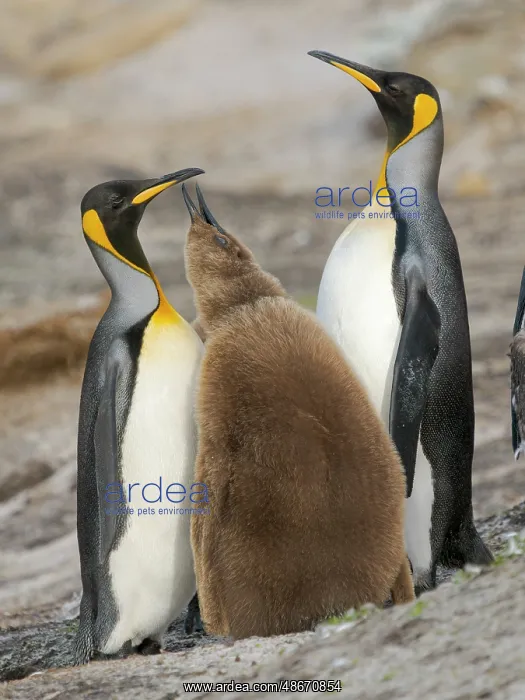 : King penguin feeding of a chick in the Falkland Islands in : King penguin feeding of a chick in the Falkland Islands in