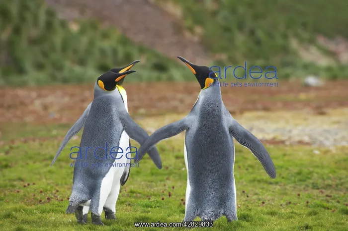 : King Penguin - females wing fighting : King Penguin - females wing fighting