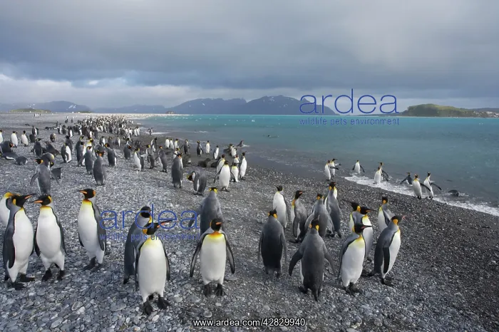 : King Penguin - gathering on shoreline : King Penguin - gathering on shoreline