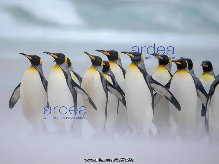 : King penguin group on a beach. South America, Falkland : King penguin group on a beach. South America, Falkland