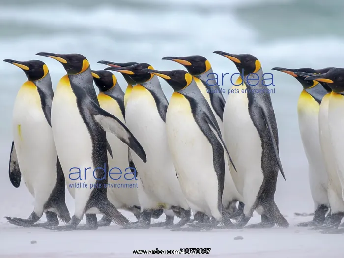 : King penguin group on a beach. South America, Falkland : King penguin group on a beach. South America, Falkland