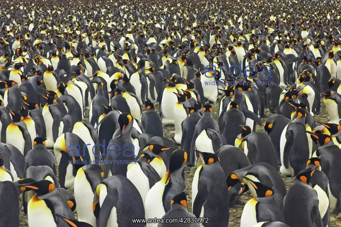 : King Penguin - huge breeding colony : King Penguin - huge breeding colony