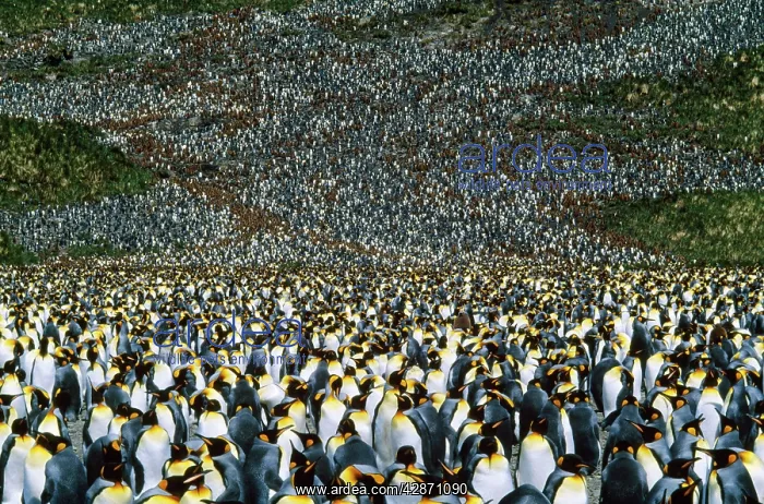 : King Penguin - incubating adults & 10 month old chicks : King Penguin - incubating adults & 10 month old chicks