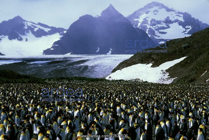 : King Penguin - Incubating, with older chicks : King Penguin - Incubating, with older chicks