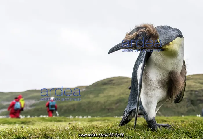 : King Penguin juvenile close up with people in the : King Penguin juvenile close up with people in the