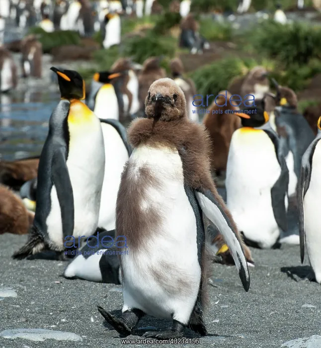  : King Penguin juvenile moulting