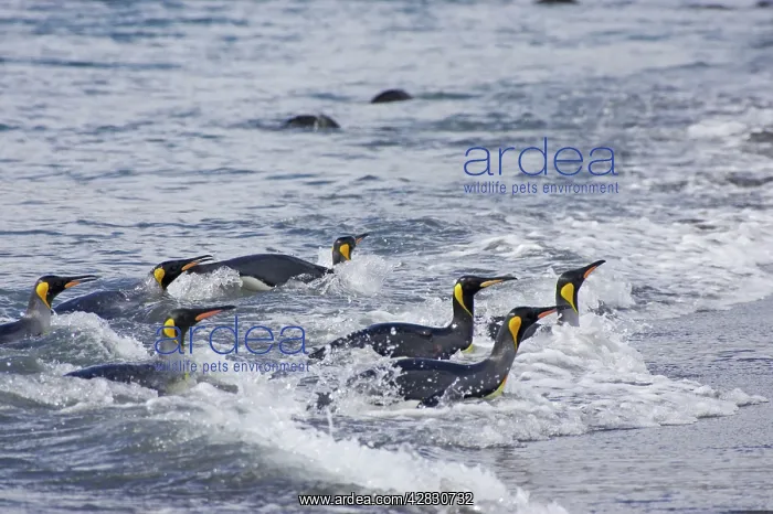 : King Penguin - leaving sea : King Penguin - leaving sea