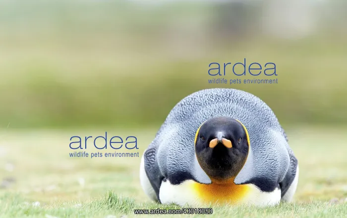  : King Penguin lying down