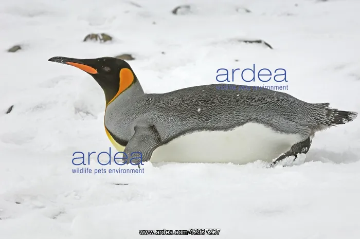: King Penguin - lying on snow : King Penguin - lying on snow