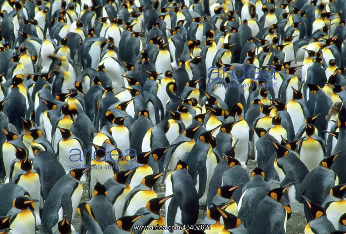 : KING PENGUIN - Mass Colony : KING PENGUIN - Mass Colony