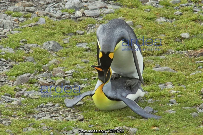 : King Penguin - mating : King Penguin - mating