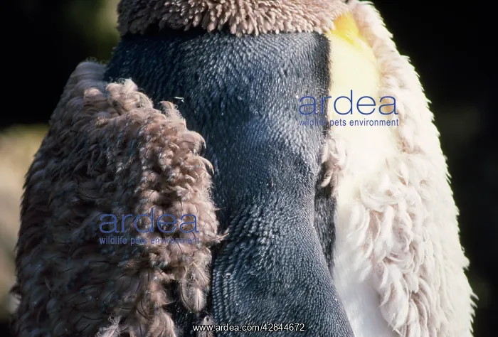 : KING PENGUIN - MOULTING : KING PENGUIN - MOULTING