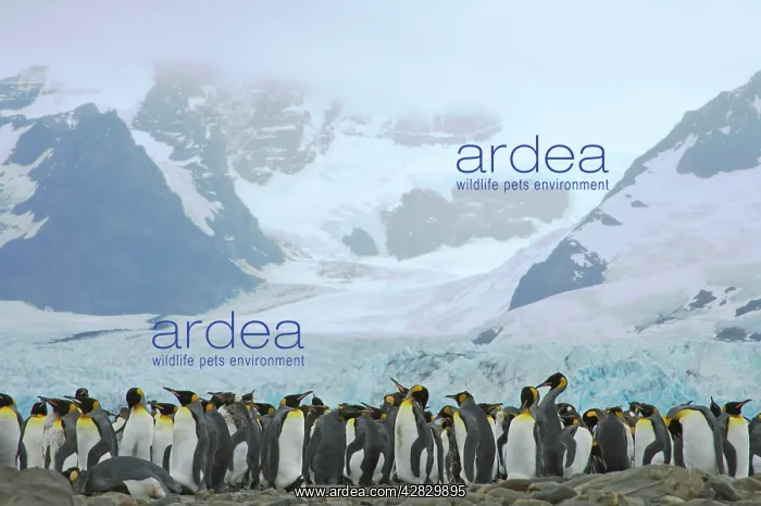 : King Penguin - moulting flock in front of Glacier : King Penguin - moulting flock in front of Glacier