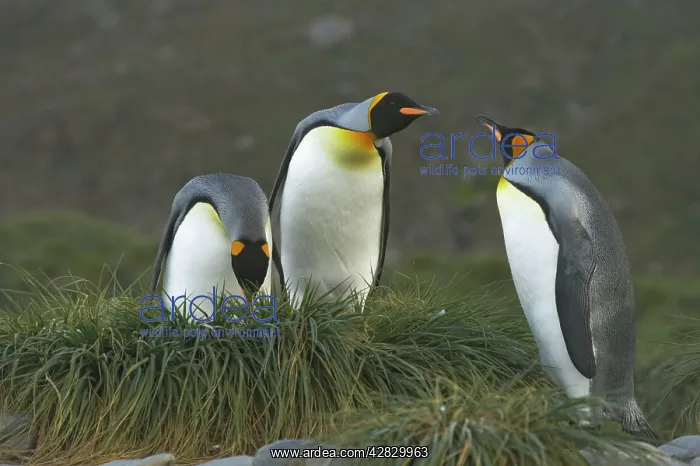 : King Penguin - pair and interloper : King Penguin - pair and interloper
