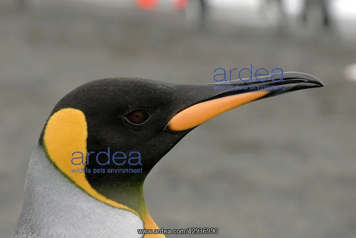 : King Penguin portrait : King Penguin portrait