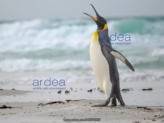 : King penguin. South America, Falkland Islands, Saunders : King penguin. South America, Falkland Islands, Saunders
