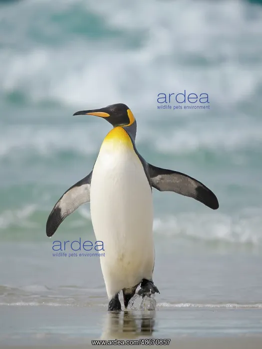: King penguin. South America, Falkland Islands, Saunders : King penguin. South America, Falkland Islands, Saunders