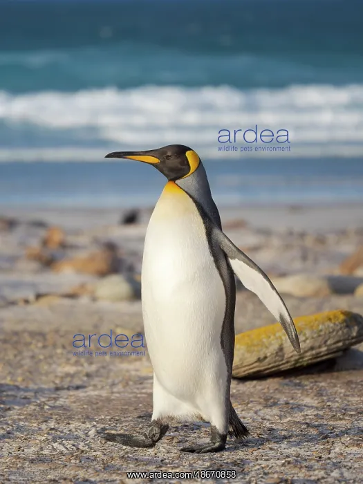  : King penguin. South America, Falkland Islands, Saunders