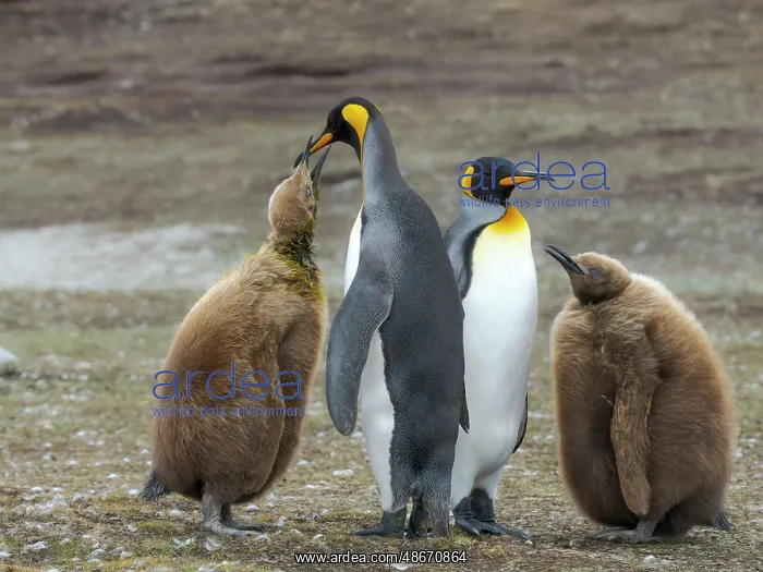 : King penguin. South America, Falkland Islands, Volunteer : King penguin. South America, Falkland Islands, Volunteer