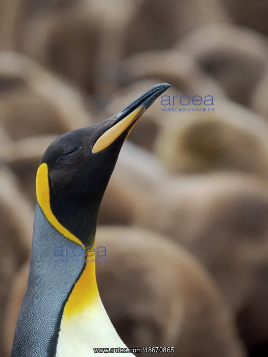 : King penguin. South America, Falkland Islands, Volunteer : King penguin. South America, Falkland Islands, Volunteer
