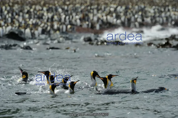 : King Penguin spalshing and bathing in front of the beach : King Penguin spalshing and bathing in front of the beach