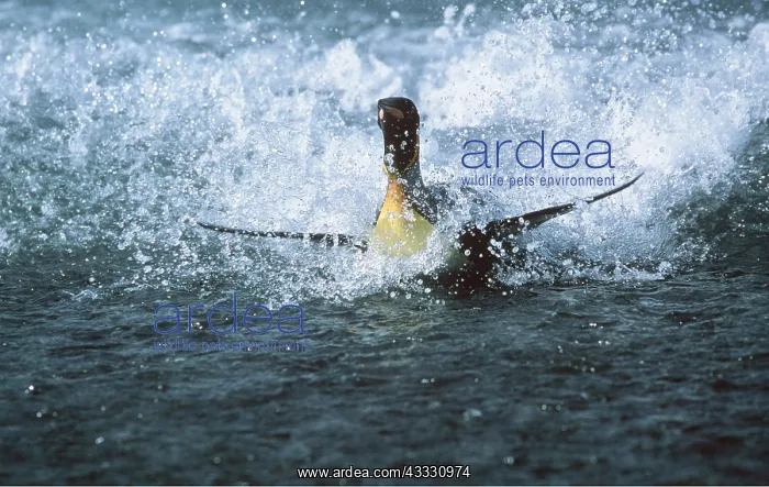 : KING PENGUIN - Surfing : KING PENGUIN - Surfing