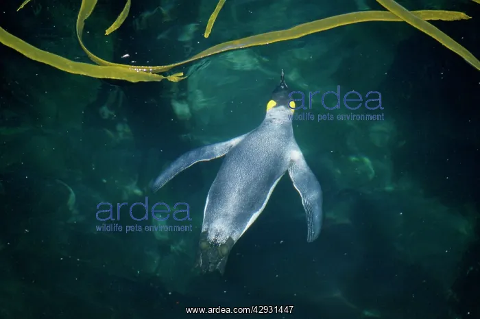 : King Penguin - swimming : King Penguin - swimming